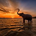 Elephant,Trunk,Up,At,Sunset,Sri,Lanka