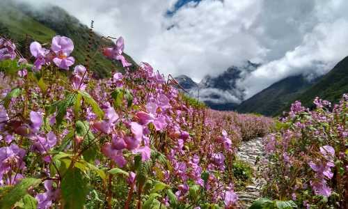 Valley of Flowers in Uttarakhand opens for tourists