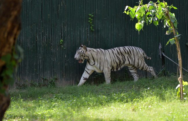 Delhi zoo reopens for public after being temporarily shut during Covid 2nd wave