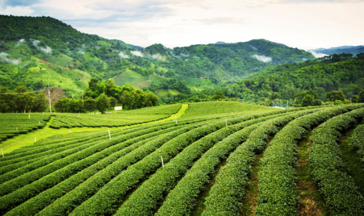 Assam allocates INR 50cr in Budget for Tea Tourism