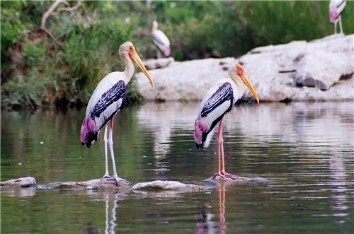 Nandur-Madhyameshwar Bird Sanctuary to host Bird Festival on March 5-6