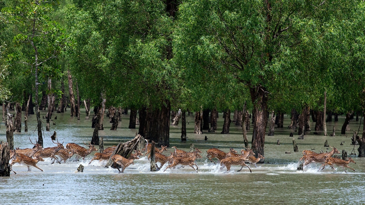 West Bengal to improve tourism infrastructure in the Sundarbans