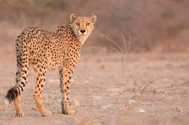 Reintroduction of Cheetas will boost tourism in MP’s Chambal region: CM