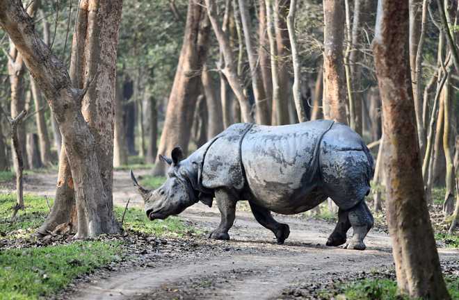 Assam’s Pobitora Wildlife Sanctuary reopens after monsoon