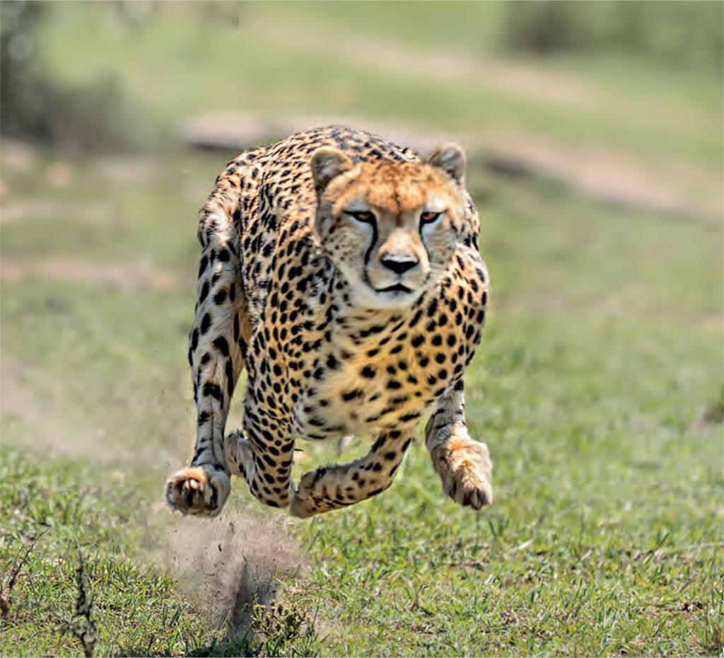 MP to allow viewing of cheetahs from this month