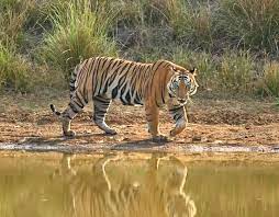 Bihar’s Valmiki Tiger Reserve to remain shut every Tuesday for maintenance