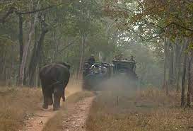 Forest tourism needs to be strictly regulated in India: Senior Advocate