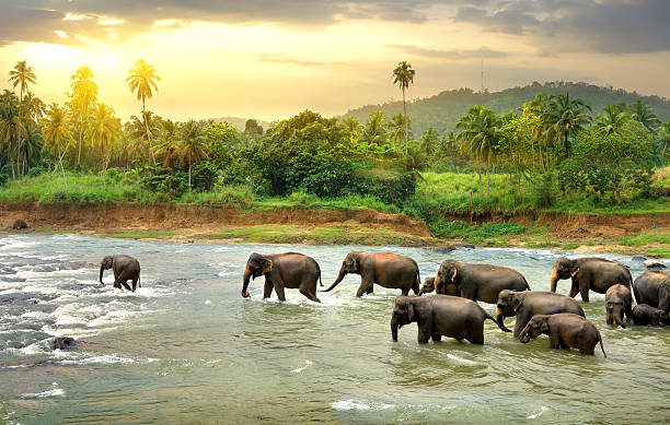 Sri Lanka banks on India to aid tourism recovery, calls for borderless BIMSTEC travel