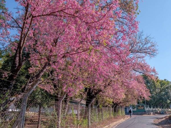 Shillong Cherry Blossom Festival to take place from November 17-19