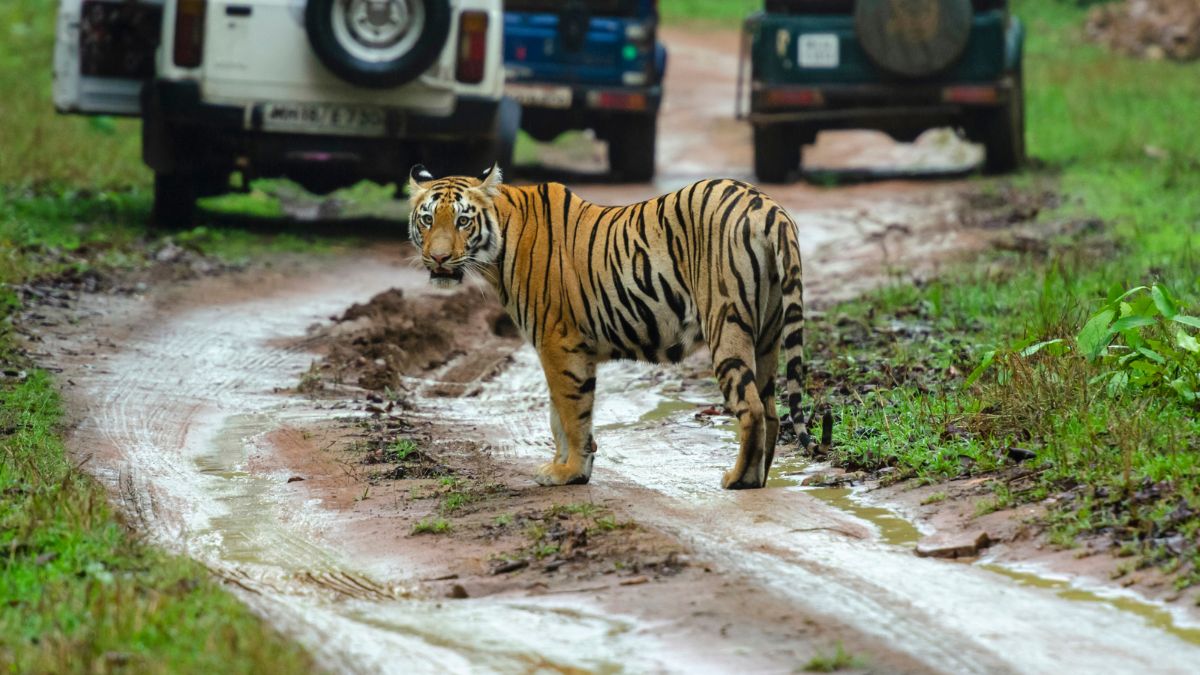 Exciting Comeback: Sanjay Gandhi National Park Tiger Safari Roars Back to Life After 5-Year Closure