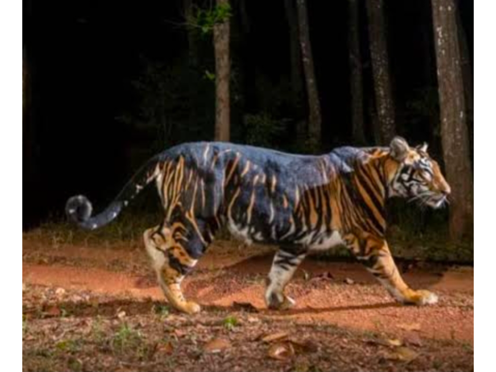 Odisha announced World’s First Melanistic Tiger Safari