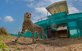 Boosting tourism at Kuno National Park: calls for increased cheetah presence in the wild