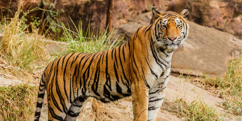 Supreme Court bans tiger safari in core areas of Jim Corbett