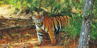 NGT issues notices for ‘harmful tourism’ activities inside Satkosia Tiger Reserve in Odisha