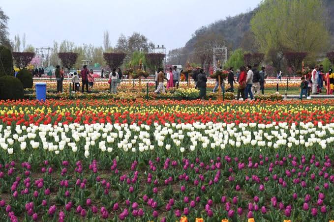 Kashmir’s Tulip Garden closes after 4.2 lakh visitors