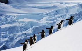 India begins discussion on regulating tourist footfall to Antarctica