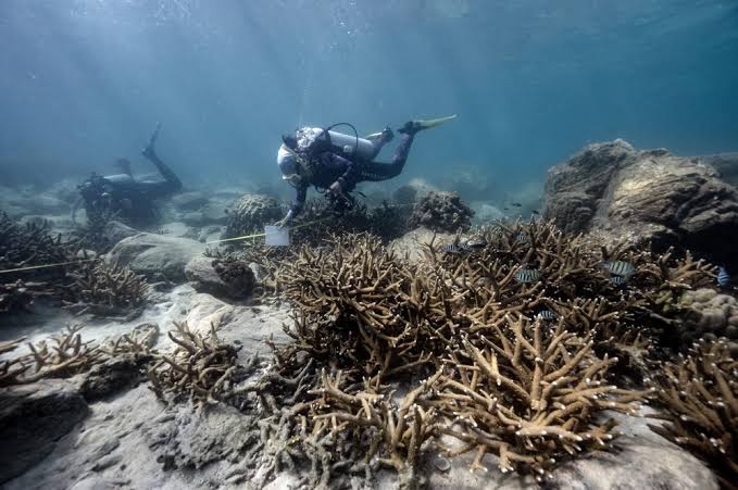 Thailand temporarily closes Pling Island to aid coral reef recovery