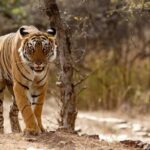 UP to make Ranipur Tiger Reserve an eco-tourism destination