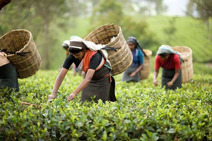 Assam sanctions 34 tea gardens in Phase 2 to promote Tea Tourism