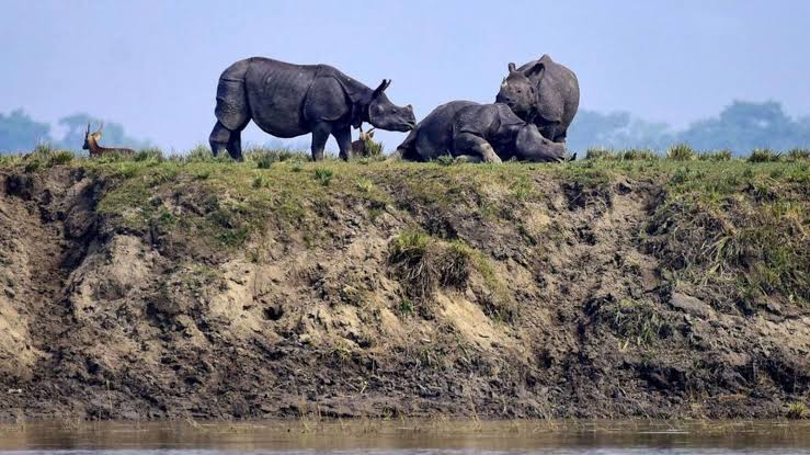 NGT intervenes to Block Kaziranga hotel project