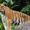 Similipal Tiger Reserve Reopens, Welcomes Tourists