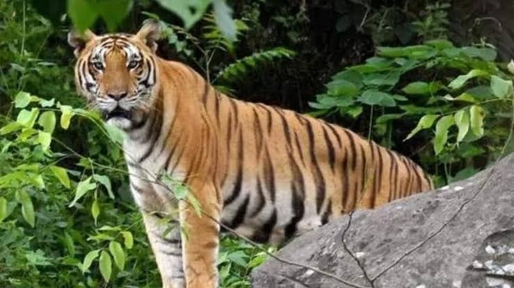 Similipal Tiger Reserve reopens, welcomes tourists