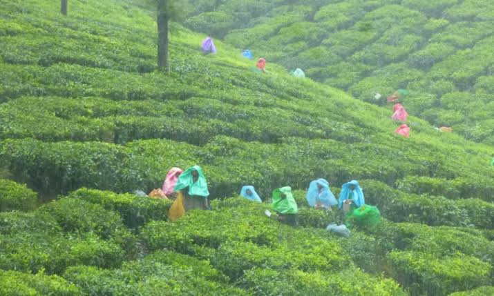 Valparai booms as Nilgiris, Kodaikanal face e-pass curbs