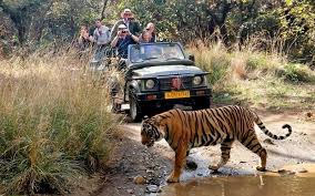 Mobile phones banned during Ranthambore Safari under SC guidelines Tiger safaris are a big draw in India.